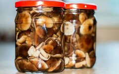 Простой и вкусный рецепт маринованных опят на зиму