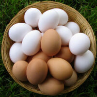 яйца куриные